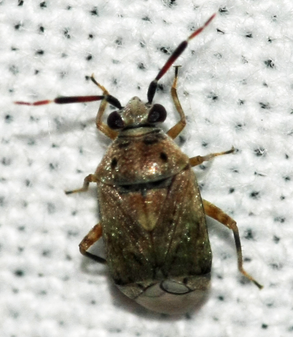 Miridae di Creta...